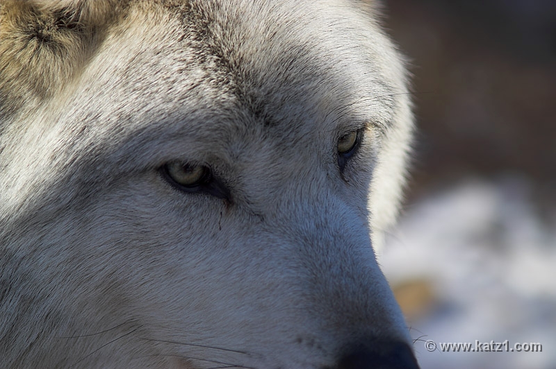 Arctic Wolf 071